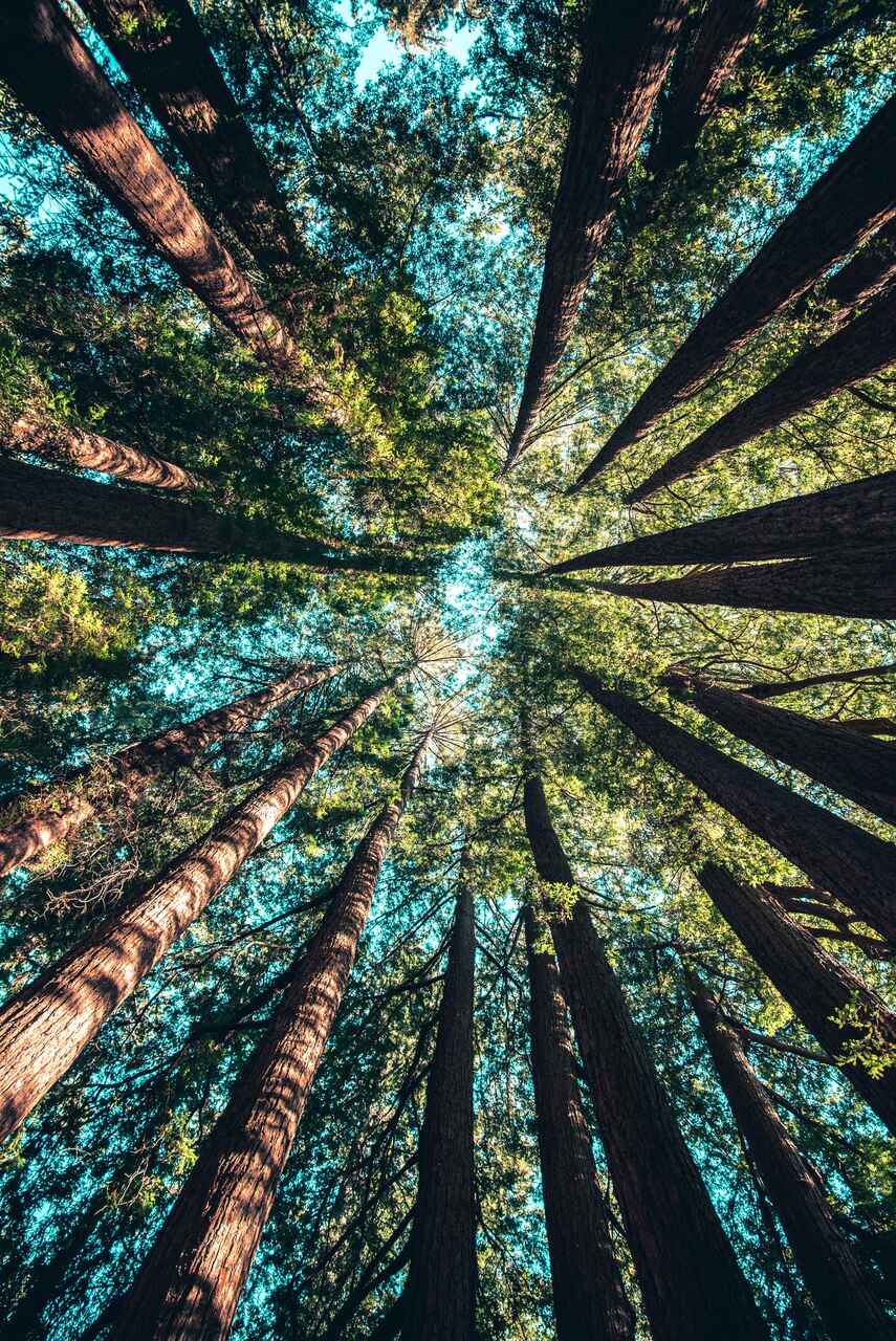 sustentabilidade-bg